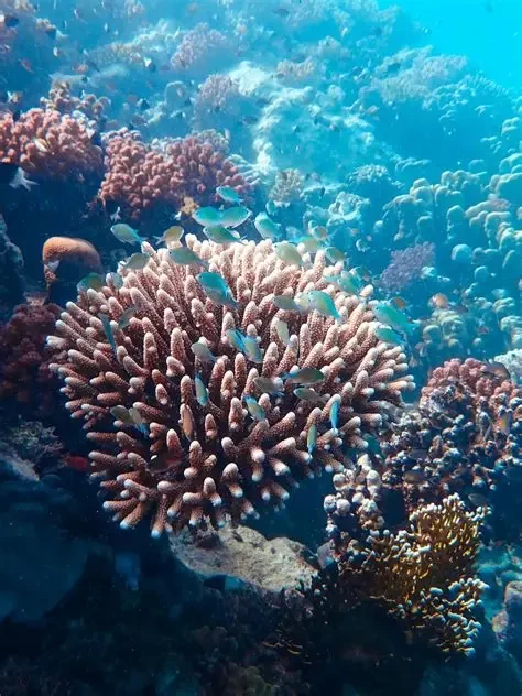 Passeio de Barco com Snorkeling em Ras Mohamed e Ilha Branca }}