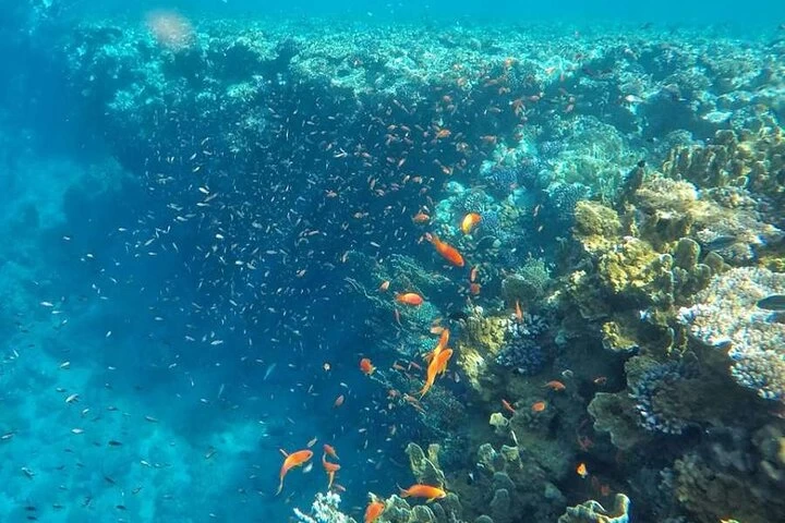 Passeio de Barco com Snorkeling em Ras Mohamed e Ilha Branca }}