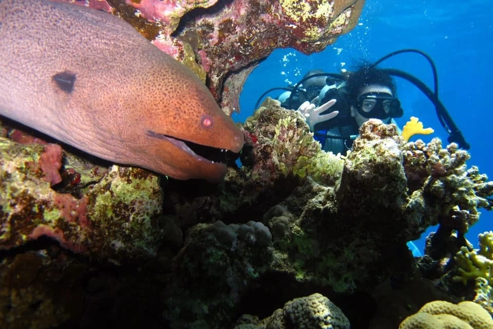 Passeio de Barco com Snorkeling em Ras Mohamed e Ilha Branca }}