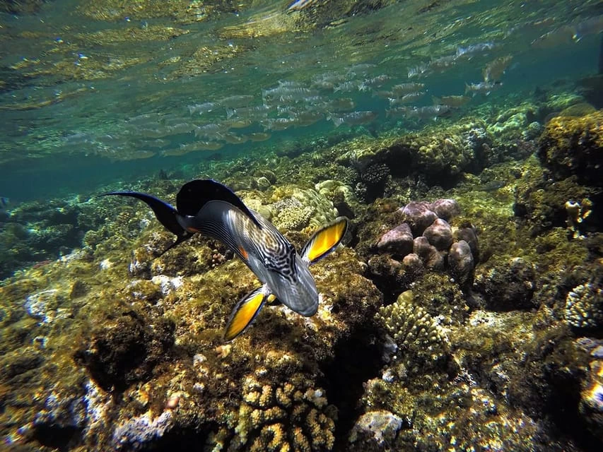 Passeio de Barco com Snorkeling em Ras Mohamed e Ilha Branca }}