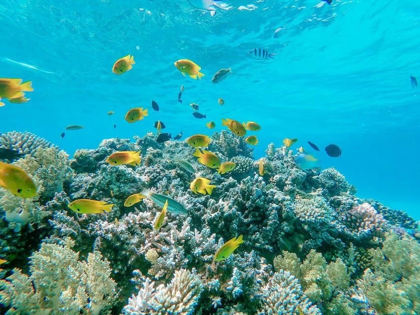 Passeio de Barco com Snorkeling em Ras Mohamed e Ilha Branca }}